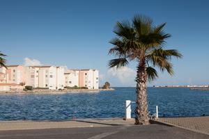 Gruissan port palm tree