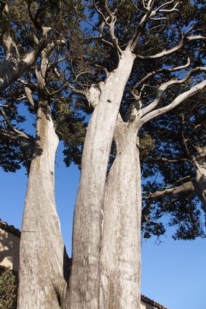 Cypres de Provence
