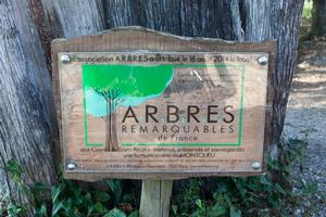 Arbres Remarquables de France