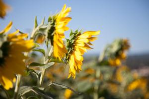 Sunflowers near Montolieu